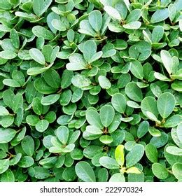 Green Bush Seamless Tileable Texture Stock Photo 222970324 | Shutterstock