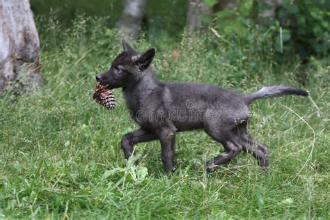 Black Wolf Pup Running with Pine Cone. Stock Photo - Image of life, environment: 73726374