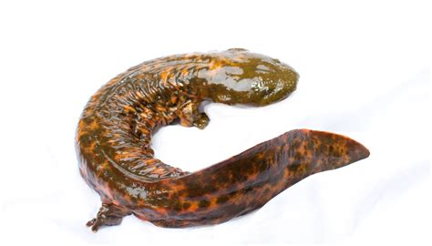 What Is The Difference Between A Hellbender And A Mudpuppy