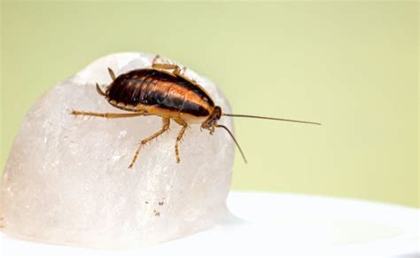 Cockroach Life Cycle | All Stages of a Roaches Life Cycle