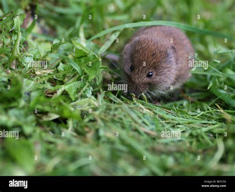 British bank vole on cut grass lawn Stock Photo - Alamy