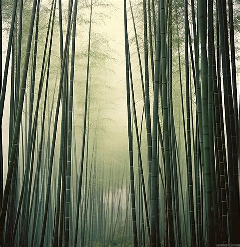 A Bamboo Forest With Lots Of Tall Bamboo Trees Background, Wood, Daytime, Bamboo Background ...