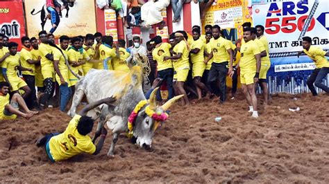 Jallikattu, Traditional Bull-Taming Sport Kicks Off In Tamil Nadu | Watch Video