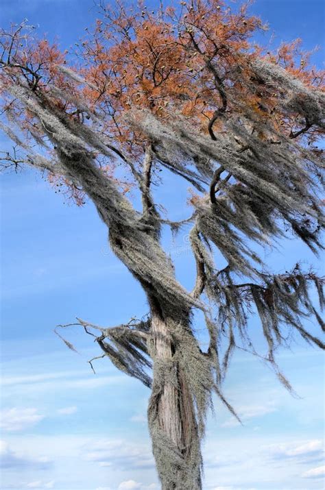 Strong Wind Blowing Trees Stock Photos - Download 186 Royalty Free Photos