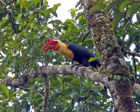 Writhed Hornbill | IUCN Hornbill Specialist Group