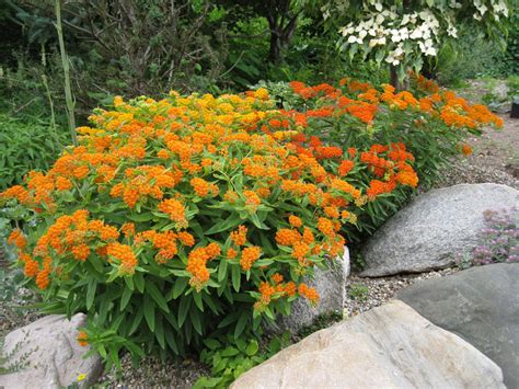 Arrowhead Alpines Blog: Asclepias tuberosa -- Perennial Plant of 2017 -- and much more!