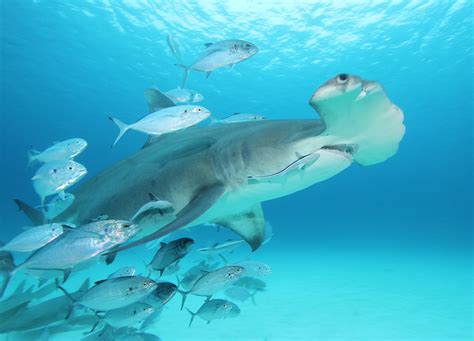 Where to dive with hammerhead sharks | ZuBlu