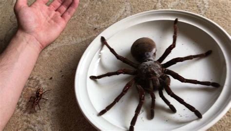 Goliath Birdeater: The Largest Spider In The World