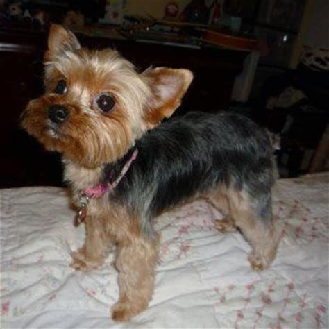 Yorkie Hairstyles For Males - 60 Best Yorkie Haircuts For Males And Females Page 7 Of 13 The ...