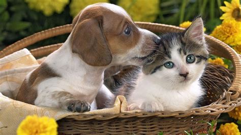 Puppies And Kittens Wallpapers - Wallpaper Cave