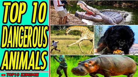 TOP 10 Most Dangerous Animals - video Dailymotion