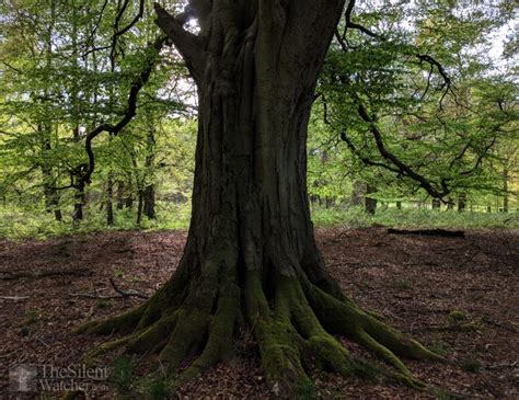 Bluebell Woods – The Silent Watcher