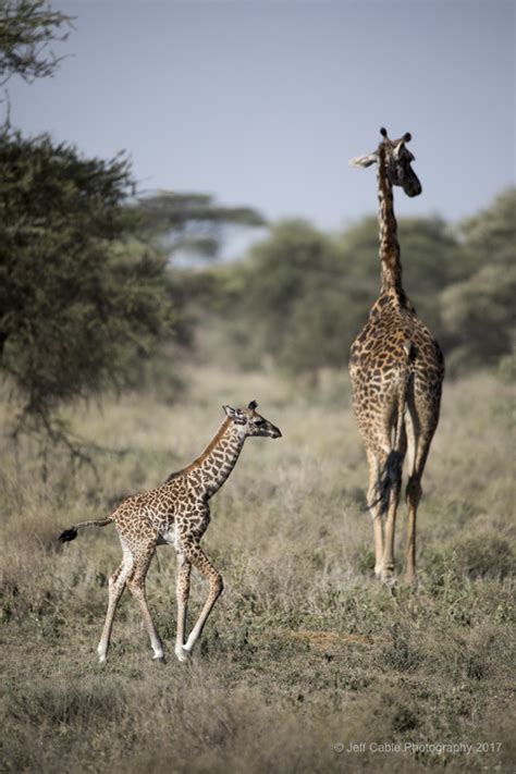 Jeff Cable's Blog: Our African Safari - Day Seven (Baby giraffes, lions, vultures, hyenas and more)