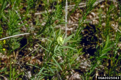 leafy spurge gall midge (Spurgia esulae)