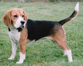 Beagles: What's Good About 'Em, What's Bad About 'Em