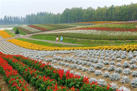 10 Beautiful Flower Farms in Furano and Biei | Kyuhoshi