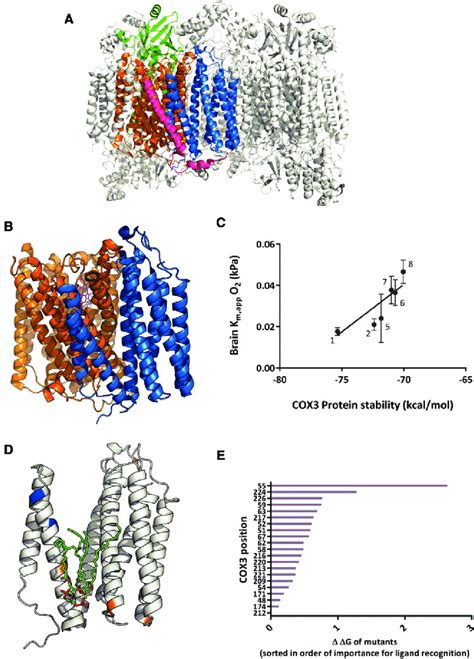 (A) Structure of whole COX enzyme (bovine heart 3ABM PDB structure)... | Download Scientific Diagram