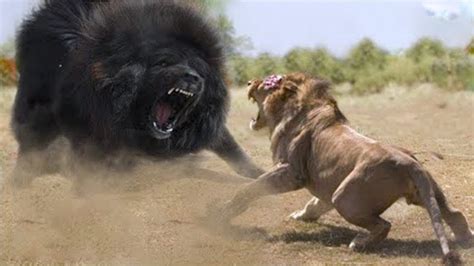 Can A Lion And Dog Breed