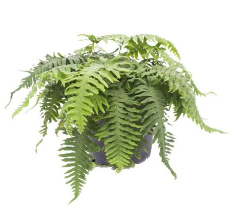 Caterpillar Fern - Polypodium formosanum