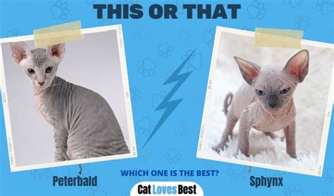 Peterbald vs Sphynx Which One Should You Buy?