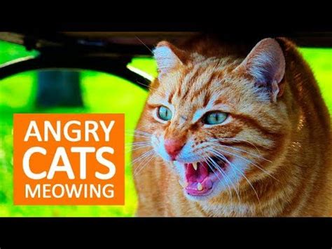 ANGRY CATS MEOWING LOUDLY | Make your Cat Go Crazy! HD - YouTube