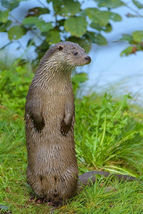 Otter,lutra lutra,stands,Germany,Europe. – License image – 71397182 ...