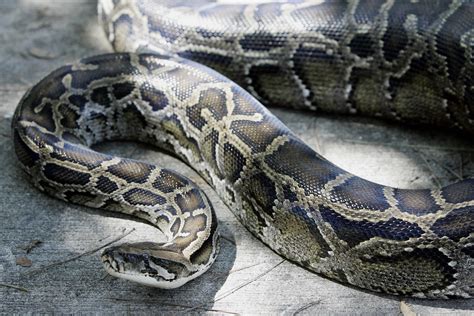 Python Swallows Massive Animal Whole, Gets Saved By Villagers - Newsweek