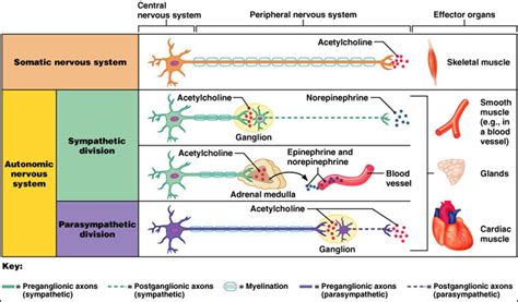 Acetylcholine: How and Why to Optimize the Synthesis of this Vital Neurotransmitter