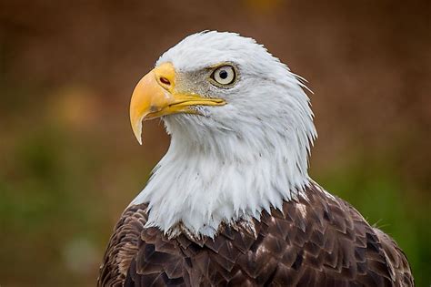 Animals Of The Florida Everglades - WorldAtlas