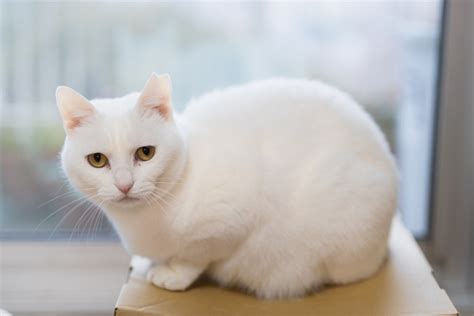 Feline Panleukopenia - What are the causes and prevention?