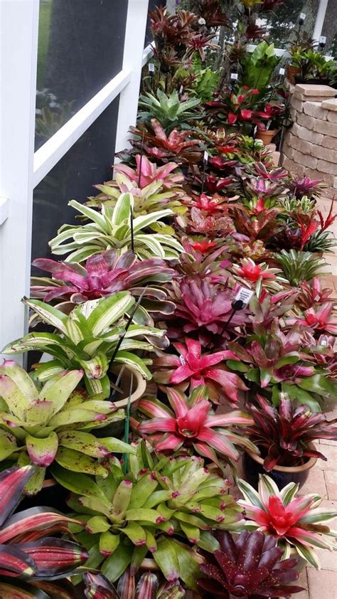 Awesome bromeliad garden | Jardins pequenos, Belos jardins, Jardim ornamental