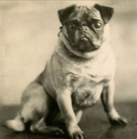 Pin by Debbie Tuttle on Antique pug photo | Dog photos, Pugs, Vintage dog