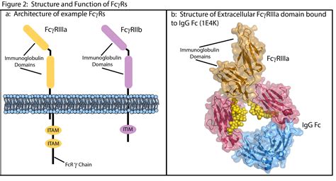 IgG Antibodies and Fcγ Receptors in Immunotherapy