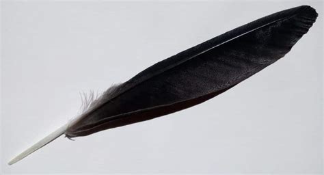 Black Feather Symbolism & Meaning (Knowledge & Wisdom)