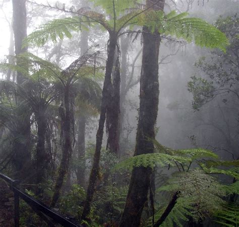 Trees absorb water from clouds Tropical montane cloud forest | Tropical ...