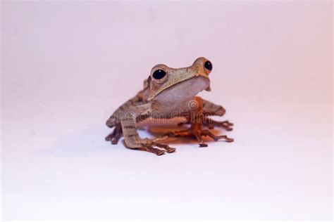 Flying Frog Closeup Face on Branch, Javan Tree Frog Closeup Image, Rhacophorus Reinwartii Stock ...