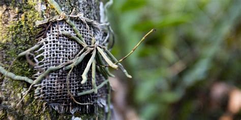 Ghost orchids: Rare ghost orchids threatened in Florida