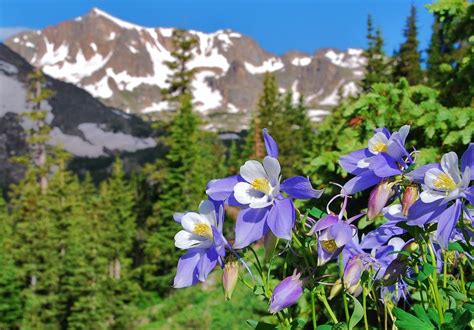 Colorado Blue Columbine Photograph by Cascade Colors