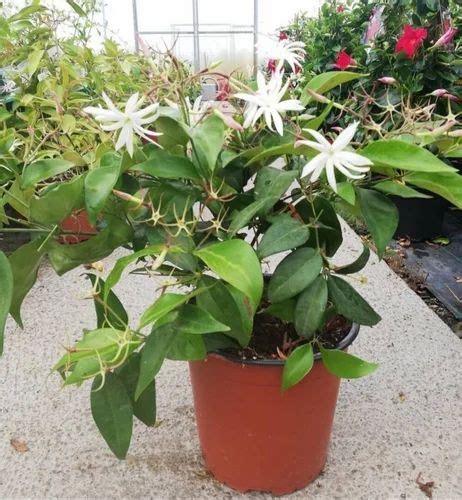 Jasmine Flower Plant at best price in Jabalpur by Jai Krishak Agriplant Private Limited | ID ...