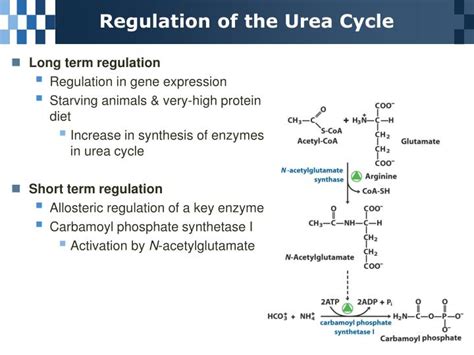 PPT - Chapter 18 Amino Acid Oxidation and The Production of Urea ...