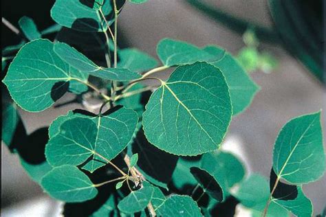 Quaking Aspen facts and health benefits