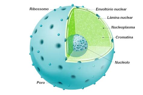 ¿Qué es el núcleo celular? - histología - Homo medicus