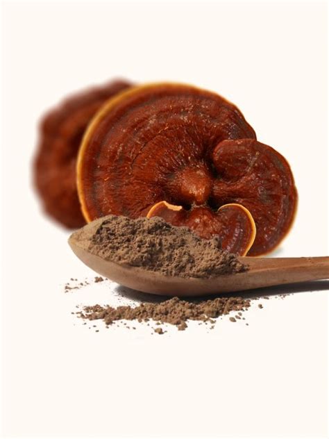 Organic Reishi Mushroom Ground Powder Wholesale - QIN SHAN TANG