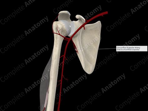 Circumflex Scapular Artery | Complete Anatomy