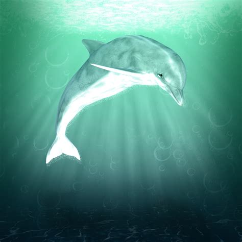 Dolphin Fantasy Water Art Free Stock Photo - Public Domain Pictures