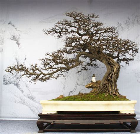 A Penjing Pioneer | Bonsai Bark