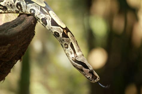 A Guide to Caring for Boa Constrictors as Pets