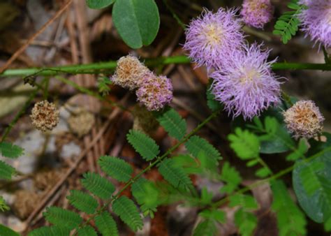 Flowers of Asteraceae and Fabaceae Flashcards | Quizlet