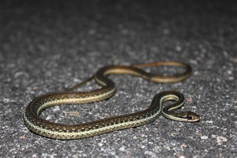 Eastern Ribbonsnake – Florida Snake ID Guide