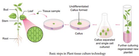 Plant Tissue Culture Techniques and Types